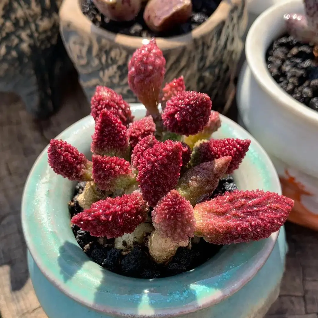 Adromischus marianae var. herrei Rare Succulent Plant Bare Root | Live Collector Succulent | Easy Care Indoor Plant | Beginner Friendly Home & Garden Decor | Perfect Gift #Succulent #Adromischus #RarePlants #PlantTok #HomeDeco