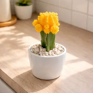 Yellow Grafted Moon Cactus