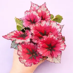 4” Rex Begonia - Unique Colorful Leaves