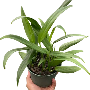 Pothos 'Silver Streak'