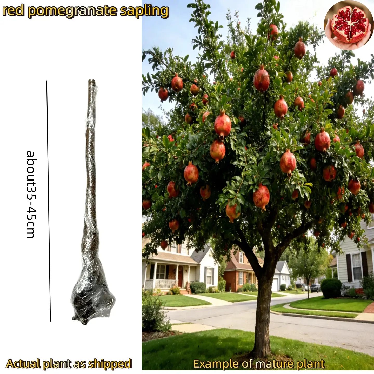 Red Pomegranate Tree Sapling (5-6 Year Old) - 1 Bare-Root Outdoor Pomegranate Sapling, Self-Pollinating, Low Maintenance, Lightweight, Easy to Ship, Healthy Well-Drained Root System, Ideal for Home Gardens, 1 Sapling
