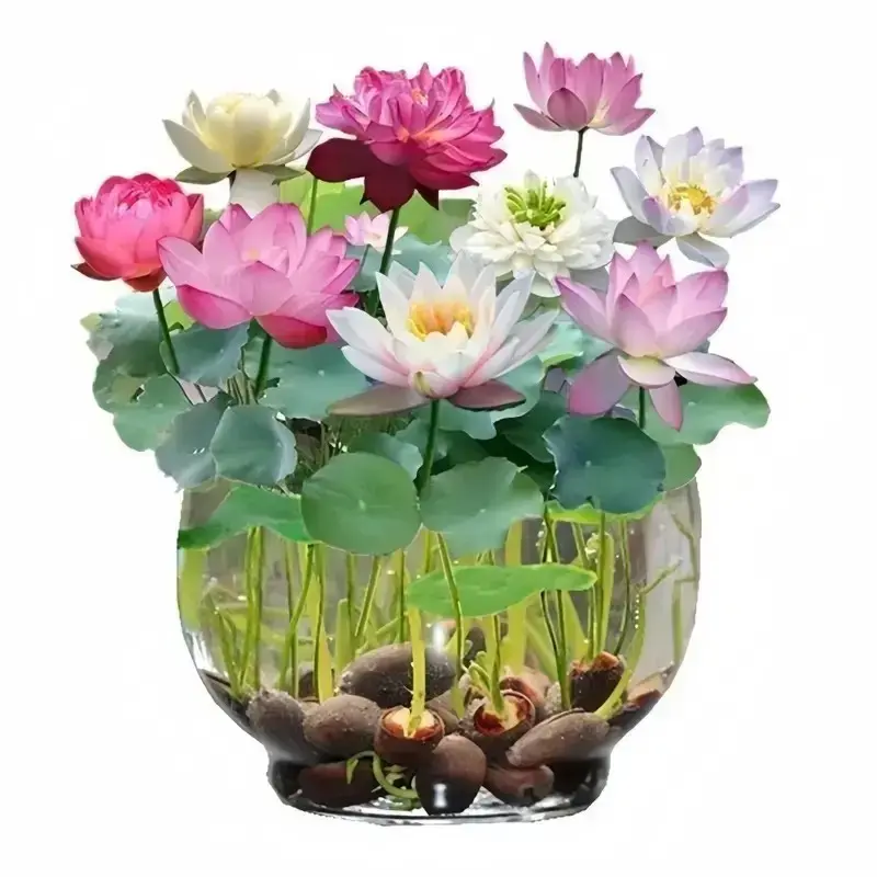 20 Mixed Color Bonsai Lotus Seeds for Ornamental Ponds & Home Planting - Easy to Plant, All Seasons, Open Mouth Bowl Variety