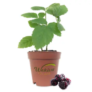 Boysenberry - Live Starter Plants - Rubis Ursinus x Rubus Idaeus - Grow Your Own Fruit in The Garden or Patio