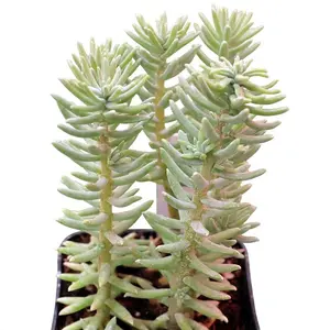 Sedum Griseum