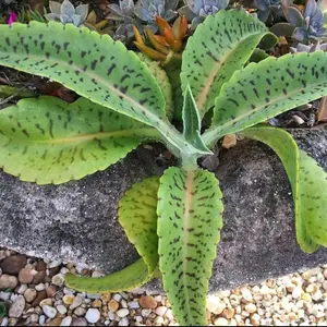 Donkey Ears - Gastonia Bonnieri Succulent Kalanchoe Live plant $10 garden harvest