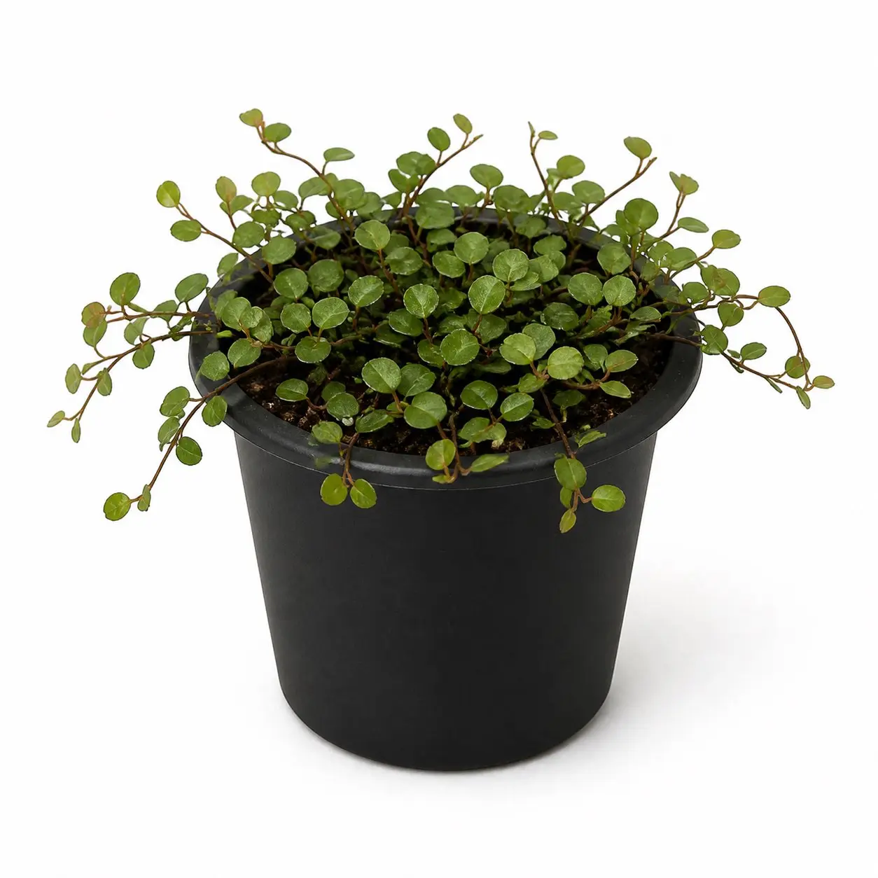 Creeping Wire Vine - Live Starter Plants - Muehlenbeckia Axillaris