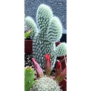 White Bunny Ears Cactus, 2 inch Cactus 🌵