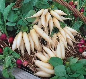 300 Seeds White Icicle Radish Seeds Garden Vegetable Survival