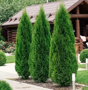 EMERALD GREEN Arborvitae Tree Thuja Occidentalis Plant 1-2'Tall Gallon Pot