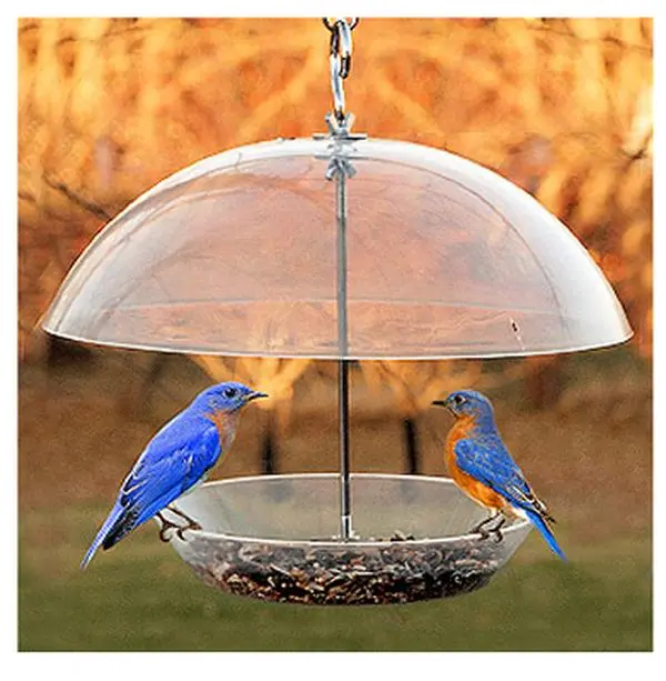 NABBFDR Dome Top Seed & Bluebird Bird Feeder