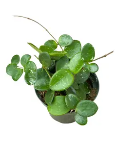 4" Hoya Mathilde – Live Plant