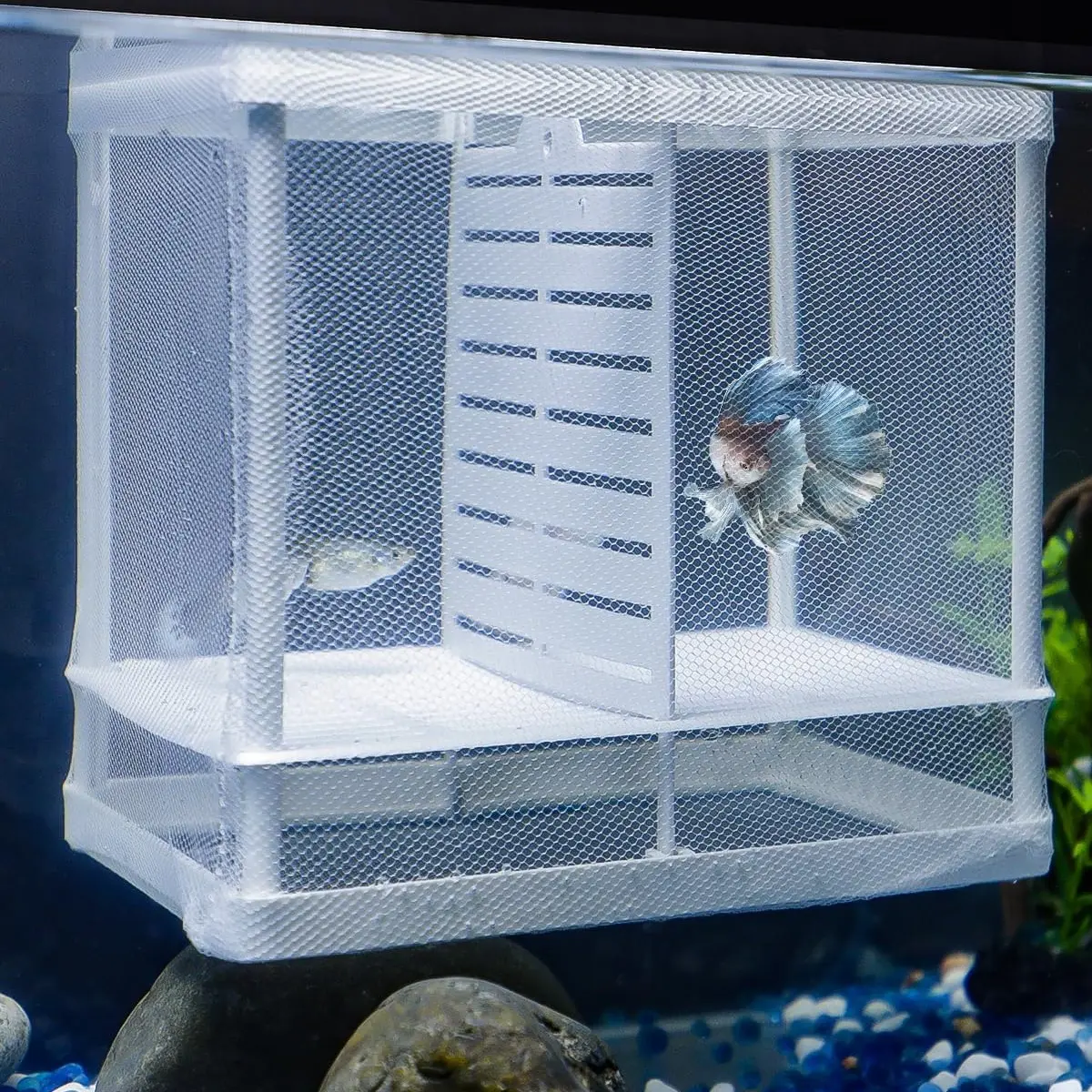 Aquatic Nursery Net (Nylon Net with Suction Cups)  Compact Isolation Tank  for Fish and Shrimp Fry, Aquarium - TikTok Shop