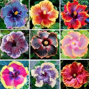 100+ Hibiscus Flower Mix Color Giant Exotic Coral Seeds for Planting - Fresh Perennial Exotic Plant Bonsai Seeds for Multi-Colored Hibiscus (Non-GMO)