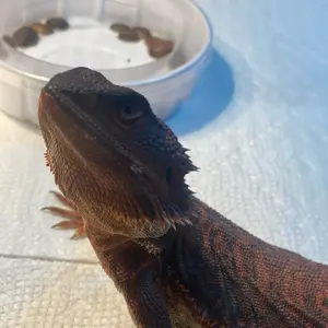 Reptile food bowls