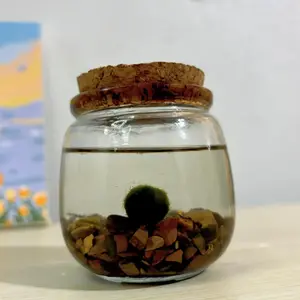 Medium Moss Ball Terrarium with Tiger Eye Stone - 3" Height, 3" Diameter, Home Decor, Plant Pet Decoration, Made in USA, Zebra Mussel-Free