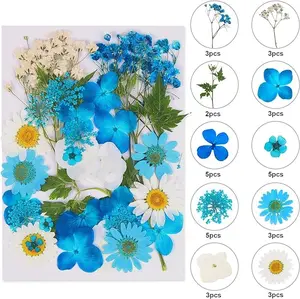 Dried Pressed Flowers, Natural Dried Real Pressed Flowers Colorful Dry Flowers for Resin Jewelry Nail Art Craft DIY (Blue)