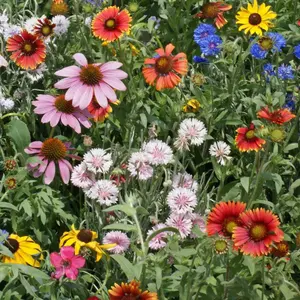100000+ Wildflower Seed Mix, Non-GMO Heirloom, Pollinator Attractive, Random Blend of Colorful Wildflowers, 20 Varieties Blend