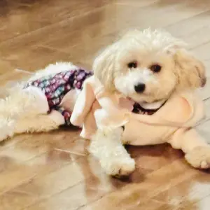 Pet Tear Stain Removal Comb Set, Gentle Dog Eye Cleaning Brush & Pet Wet Wipes, No Power Needed, Pet Grooming Supplies