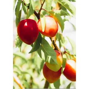 3 Beauty Plum Tree Scions, Cuttings, Scionwood