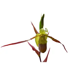 Phragmipedium Río Mira