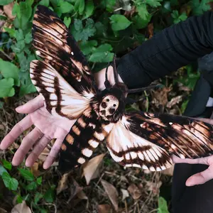'Giant Death's Head' Moth