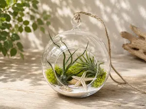 Seascape Terrarium with Tillandsia Bulbosa Guatemala and Ionantha