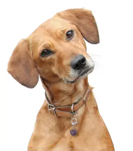 Amethyst Heart Pet Collar Charm – Purple Crystal Pet Accessory Gift for Dogs & Cats