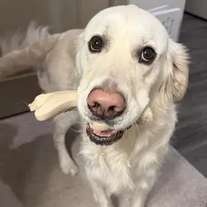 HonestChew - Free from Petroleum & Nylon Chew Toy for Dogs - Antler & Infinity Shapes - For Dental Support & Distraction