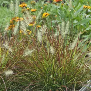 Burgundy Bunny Fountain Grass