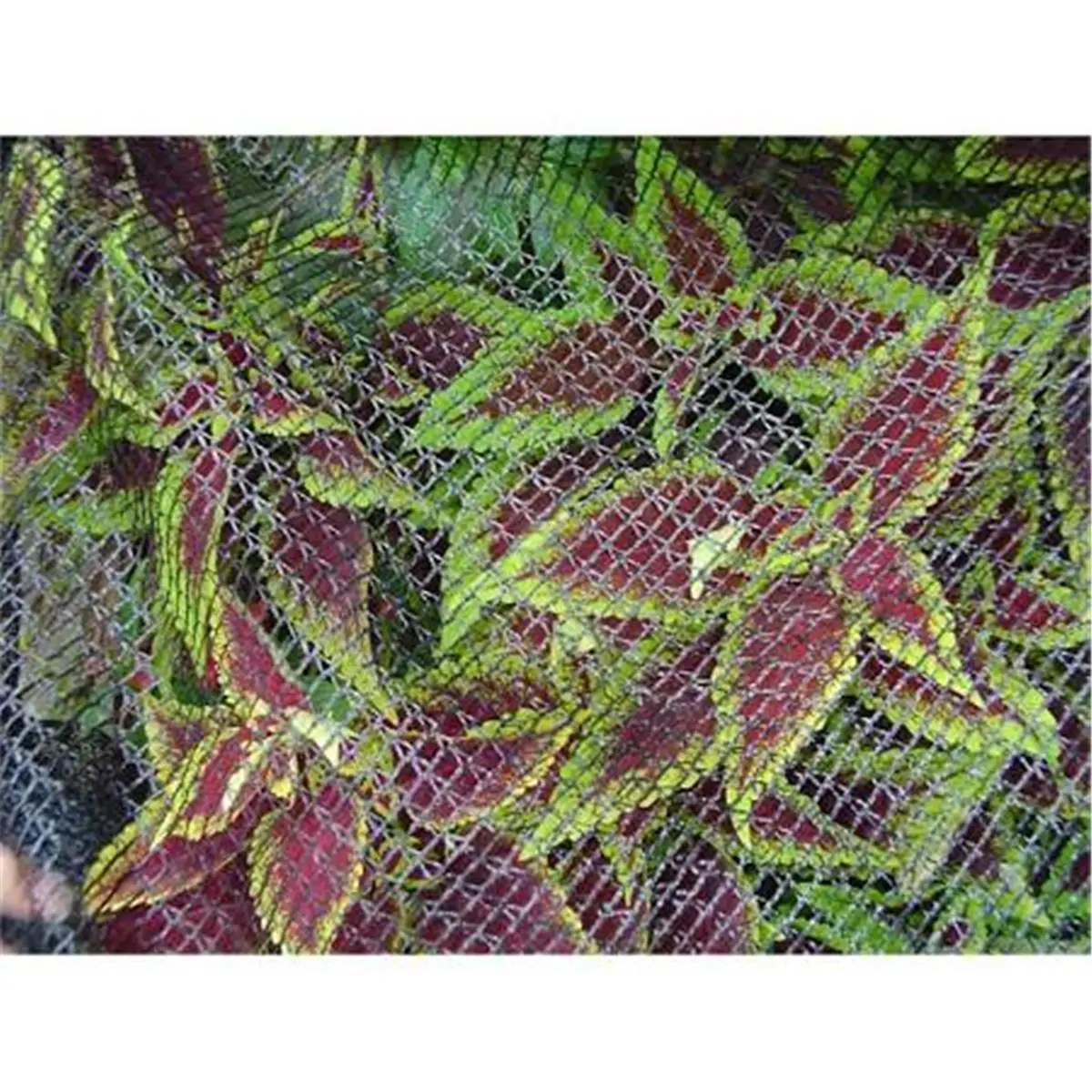 7x20 ft Mesh Bird Barricade Netting, Plant Guard for Office & School Garden Supplies