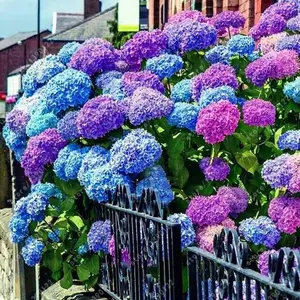 50pcs Blue Pink Purple Hydrangea Seeds - Stunning and Resilient Perennial Flowers for Your Garden