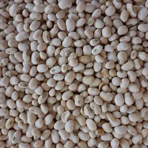Texas Cream Cowpea Organic Seeds (Vigna unguiculata) – Early-producing, creamy-colored cowpeas with mild flavor and smooth texture—great for hot, dry gardens.