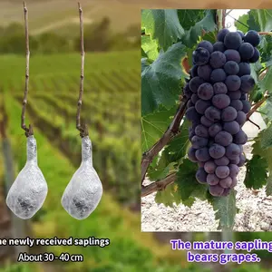 Concord Grape Vine  Grow Your Own Sweet Grapes at Home!