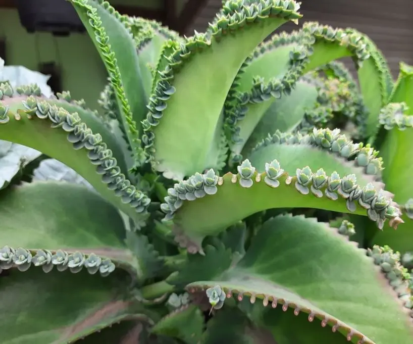Green Kalanchoe Plant Mother of Thousands Plant Mexican Hat Succulent 4  Inch Pot - TikTok Shop