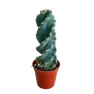 3" Spiral Cactus – Live Indoor Plant