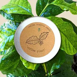 Coffea 'Coffee Plant' Seeds