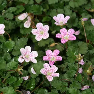 CRANESBILL ALPINE GERANIUM 1gal