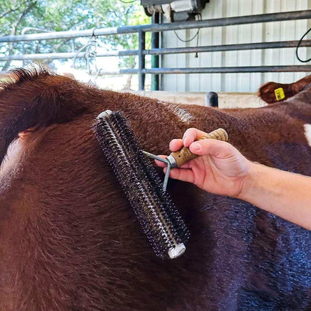 Wide Range Fluffer Brush Large for Livestock