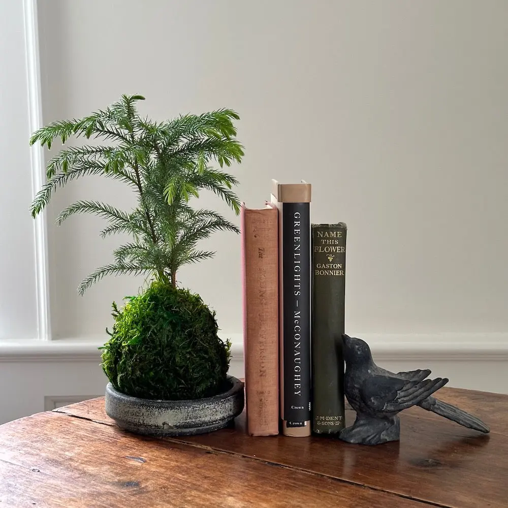 Norfolk Pine Kokedama
