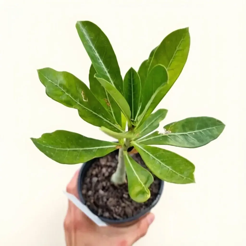 Desert Rose Tree Starter Novice Friendly Flowering Shrub For Patio Balcony Pot Planting