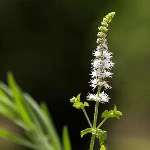 Black Cohosh Capsules