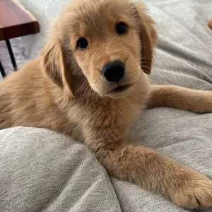 test case CT TEST X-Men, Legend Rug, Legend, Comic Books, No 1, First Number, Fantastic Rug, Retro Rug, Decor Rug, XMan Rug, Movie Comics, Cartoon Carpet Rugs