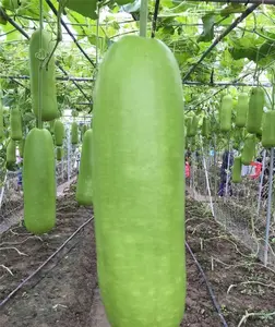 15+Calabash Bottle Gourd Seeds Chinese Pugua Nam Tao Yao Lauki Opo Vegetable USA