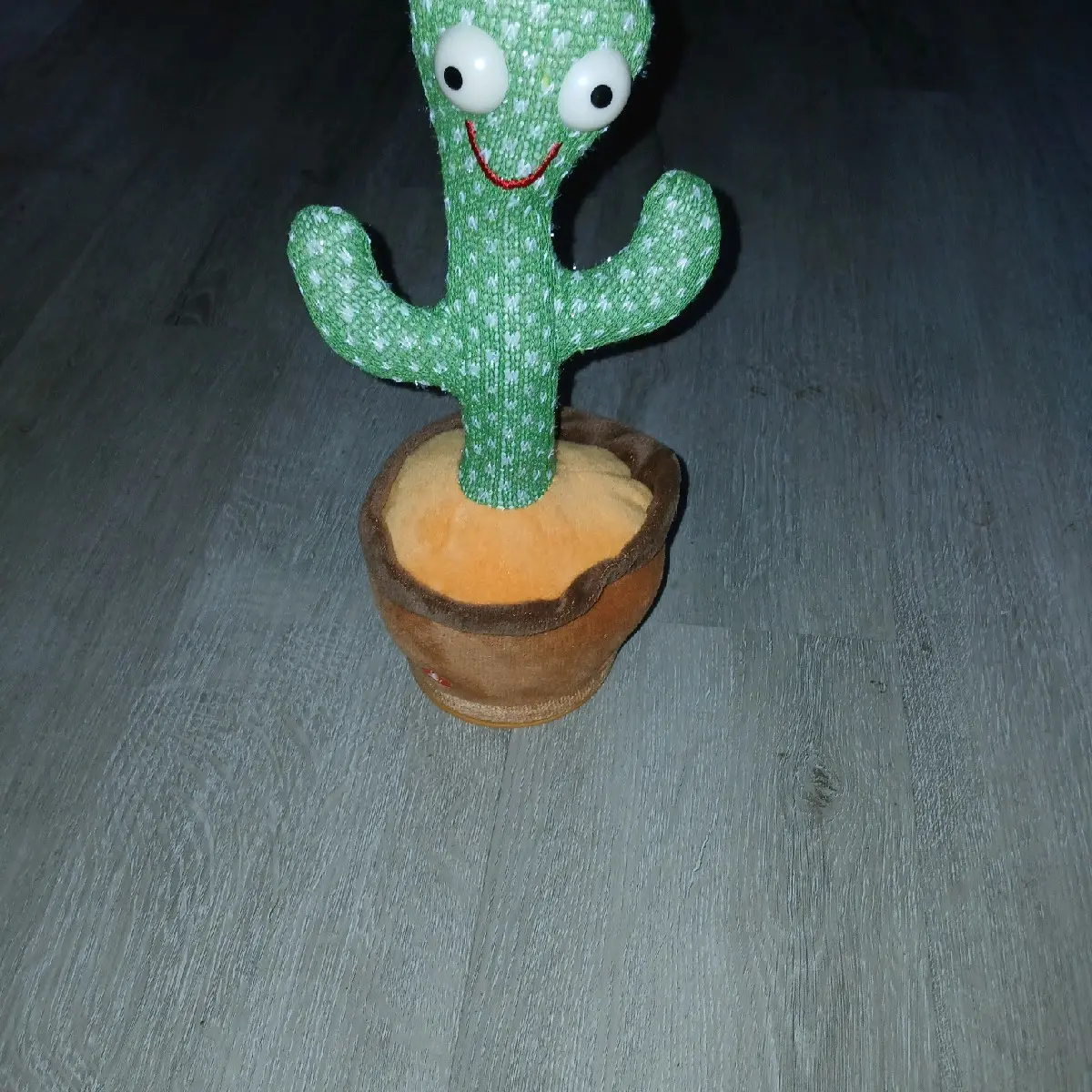 Talking Damcing Cactus - Unique Plant with Propulsive Features in Natural Setting