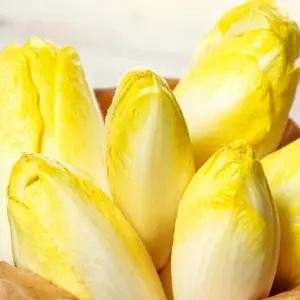 TomorrowSeeds - Belgian Endive Seeds -  (Witloof Chicory) Witlof Chicon French Brussels Radicchio Perennial Vegetable Seed For 2024 Season