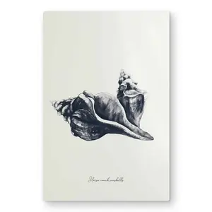 212 MAIN Blue Horse Conch Seashells Wall Art - 20x30 in White Aluminium Photo Print, Coastal Vibe Seashell Motif Decoration, Room Home Decor Gift for Home Supplies, Artwork