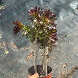 Aeonium zwartkop 6 inch pot