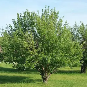 Live Fuji apple tree with fruit, suitable for picking, home and garden decoration.