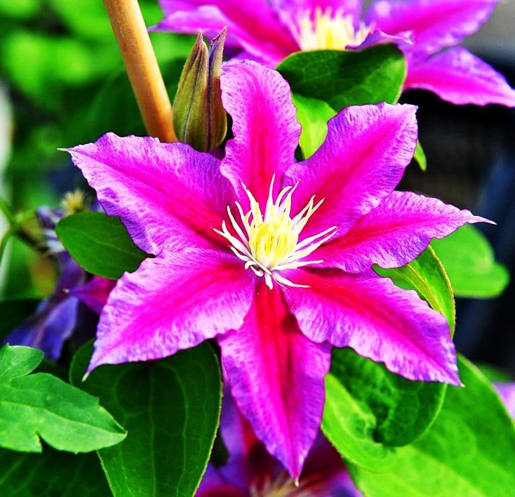 Clematis Seeds Non-GMO – Easy-to-Grow Climbing Clematis Seeds, Fragrant Colorful Flowers, Balcony & Garden Ornamental Vine, Beginner-Friendly