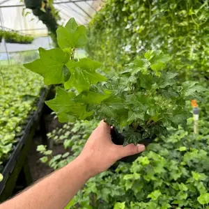 English Ivy Plant - Vibrant Green Leaves for Indoor or Outdoor Decoration - Perfect for Gardens and Home Decor